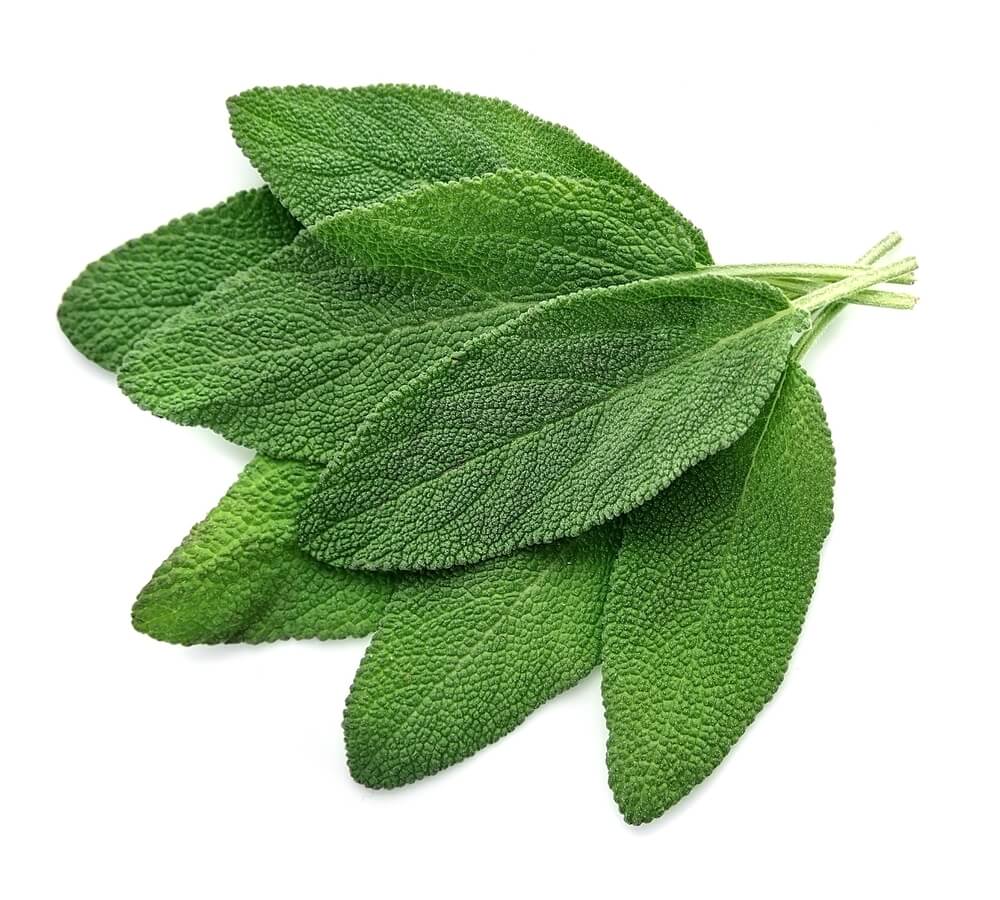 Sage Herbs