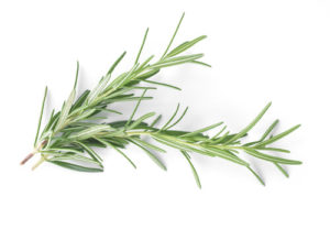 Rosemary Herbs