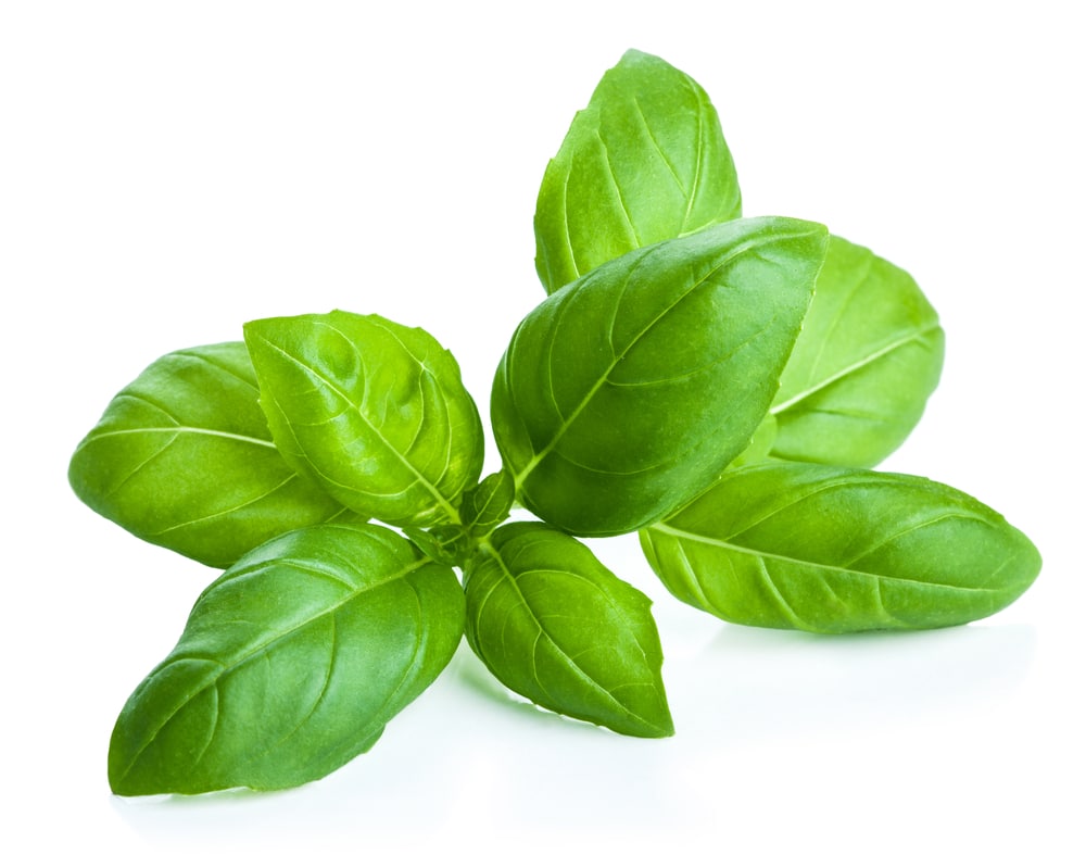 Basil leaves are a substitute for coriander
