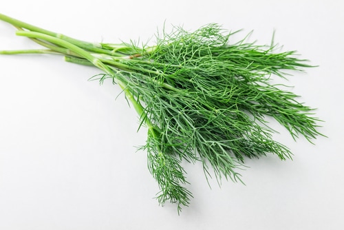 Dill Weed