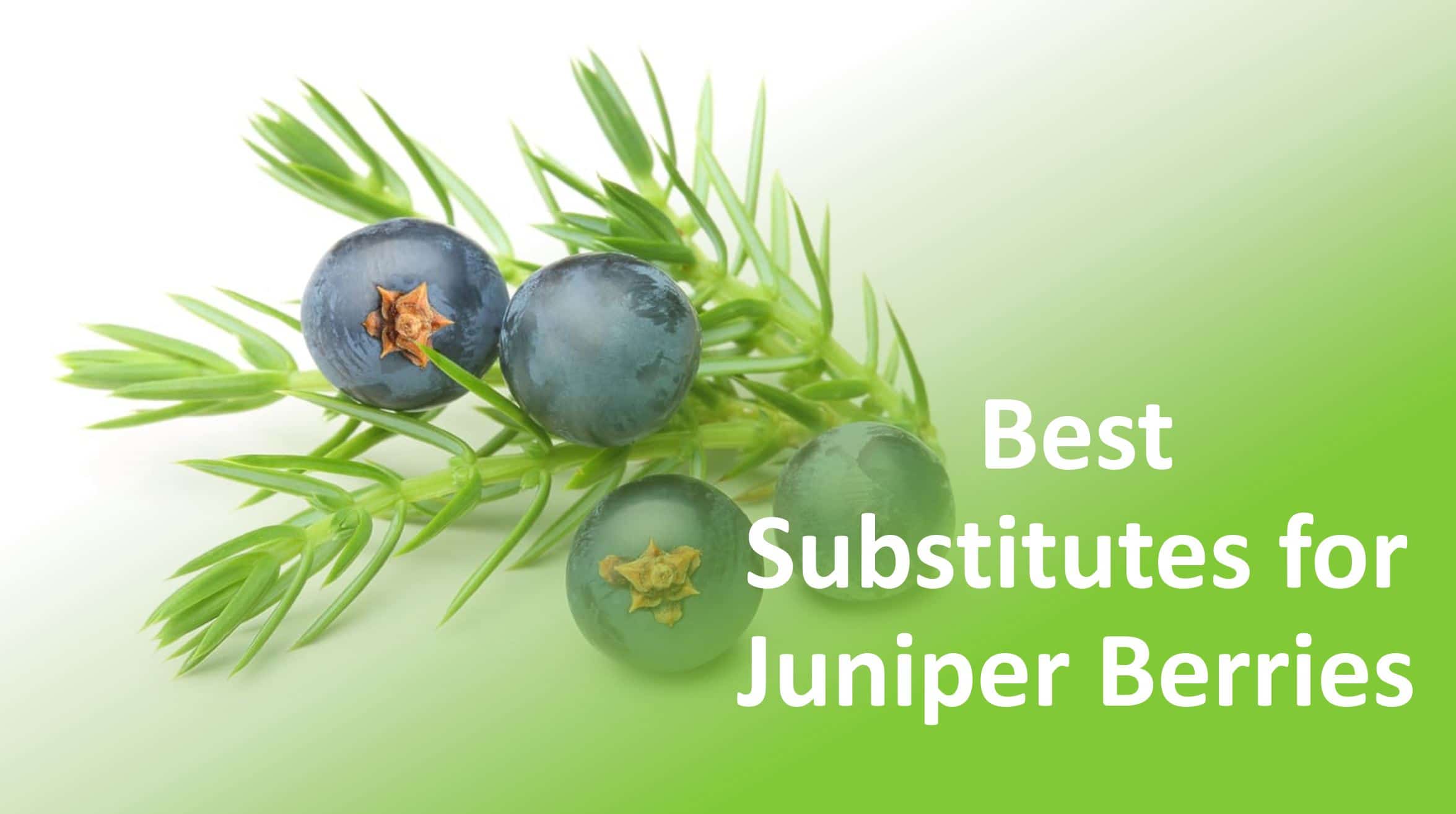 Juniper Berry Substitutes & Alternative Replacement