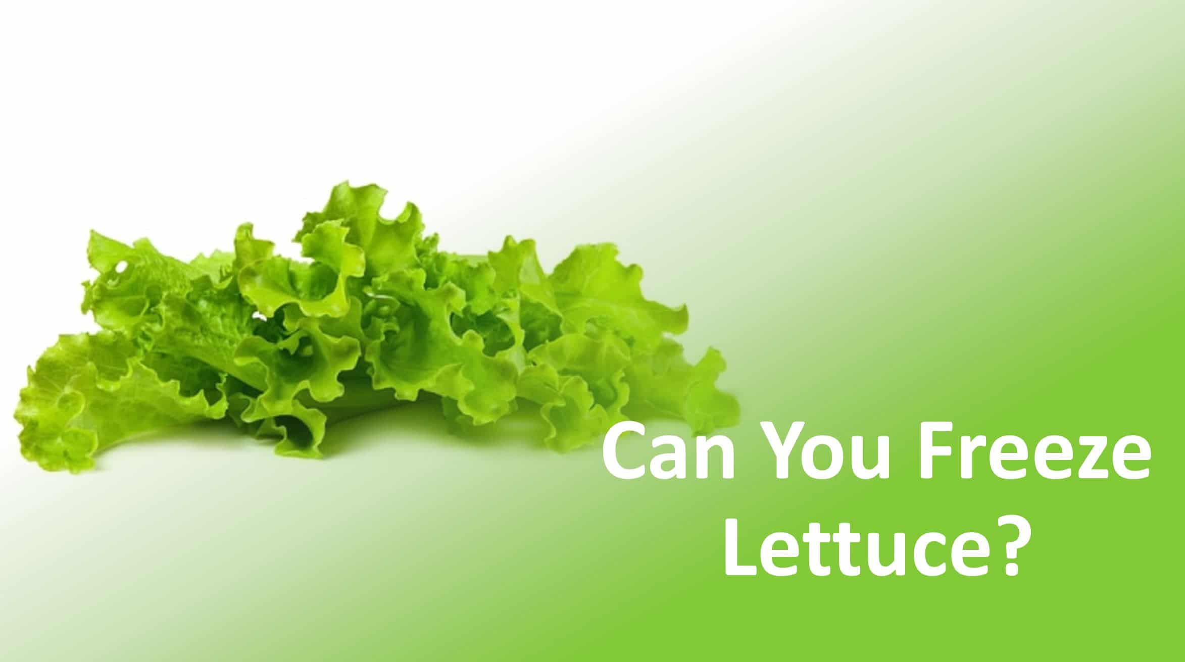 Can you Freeze Lettuce? (to Make it Last Longer) The Fork Bite
