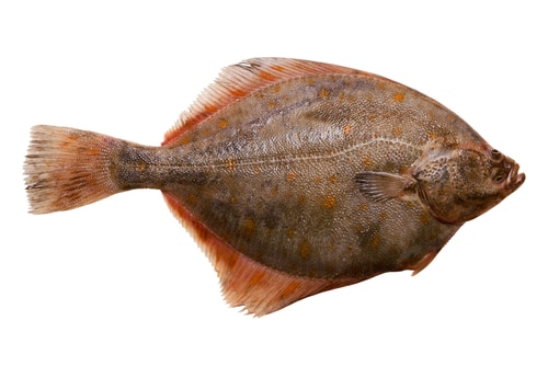 Flounder as substitute for halibut