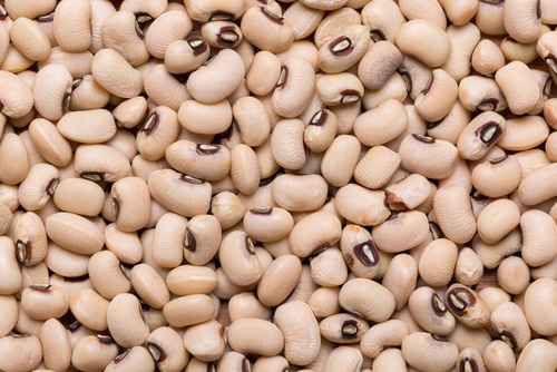 Navy Beans as pinto beans alternative