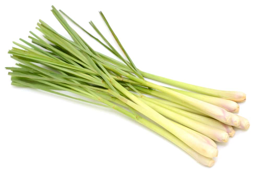Where to Find Lemongrass in Grocery Store?