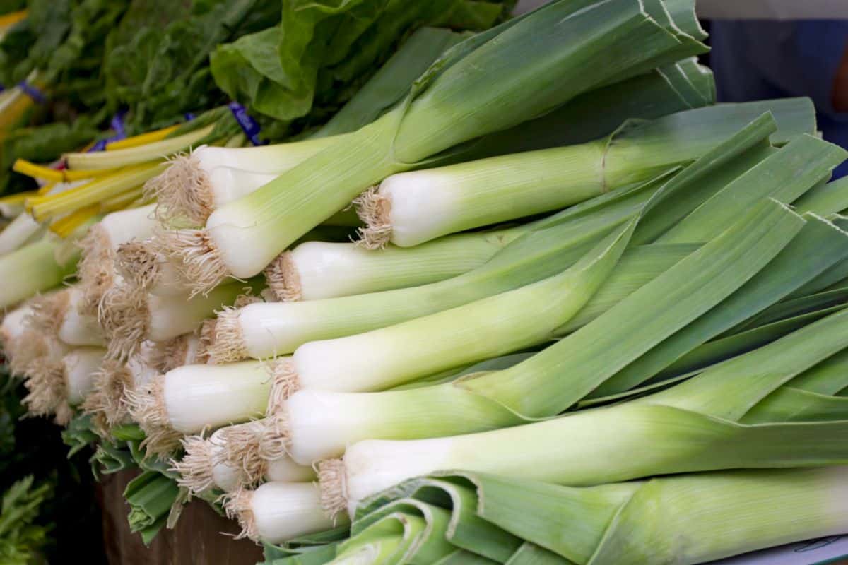 11 Best Options To Use To Substitute For Leeks