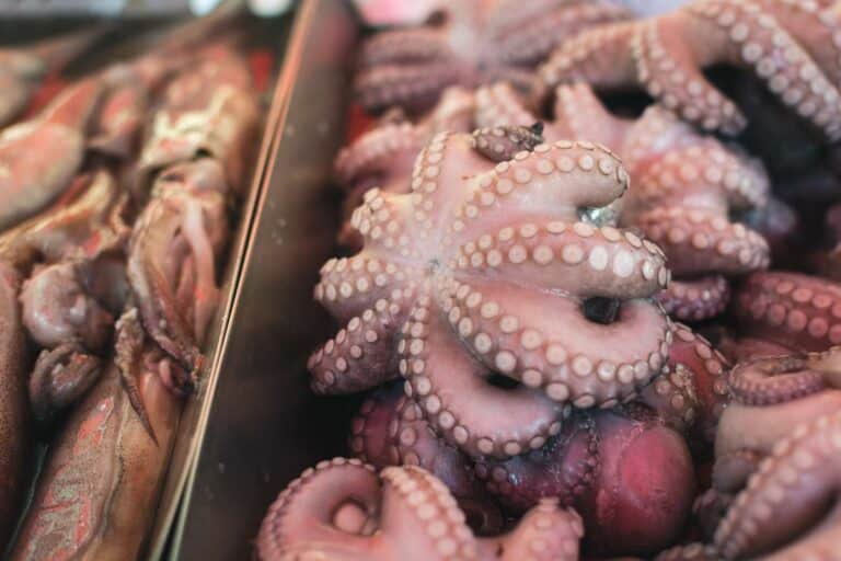 Battle Of The Seafood! Squid Vs Octopus Vs Calamari