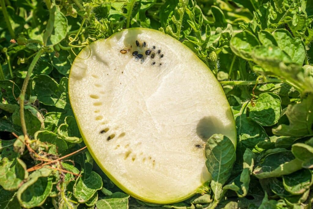 Can You Safely Eat White Watermelon (1)
