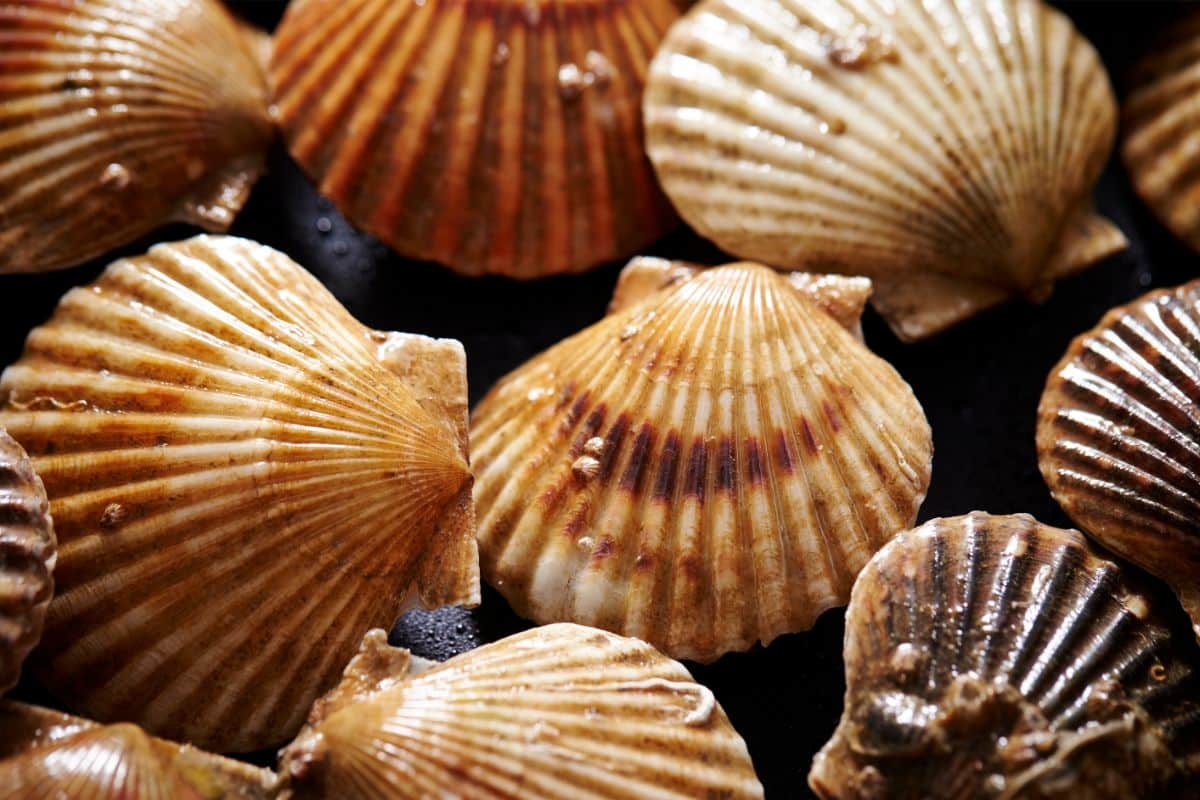 Different Types Of Scallops
