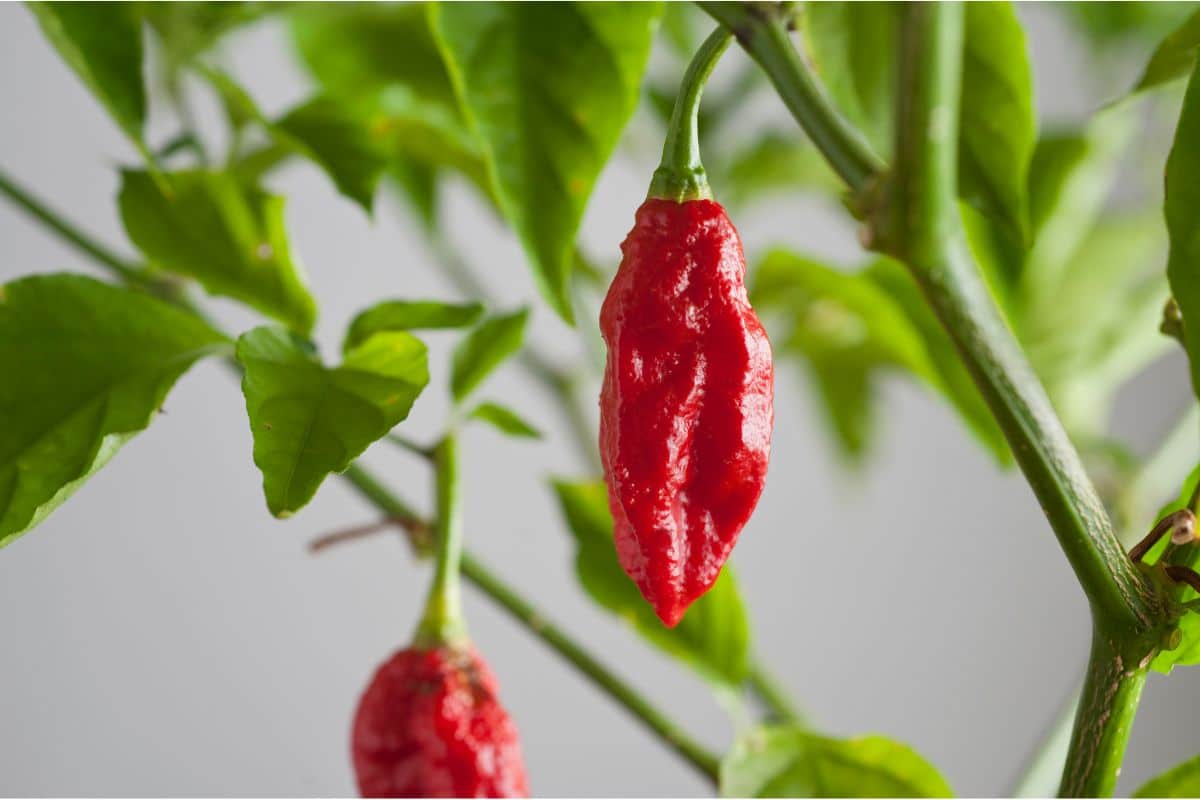 Everything You Need To Know About The Spicy Chili Pepper That Is The Ghost Pepper