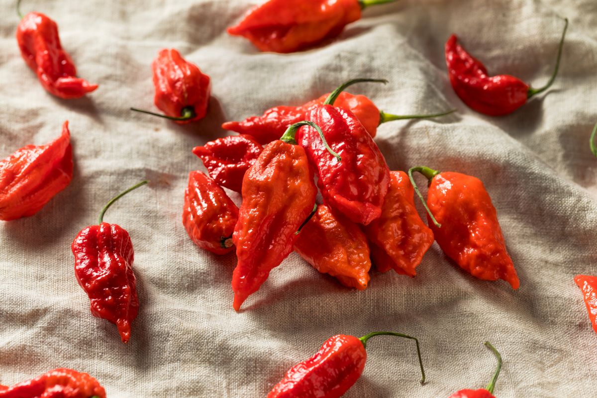 Everything You Need To Know About The Spicy Chili Pepper That Is The Ghost Pepper