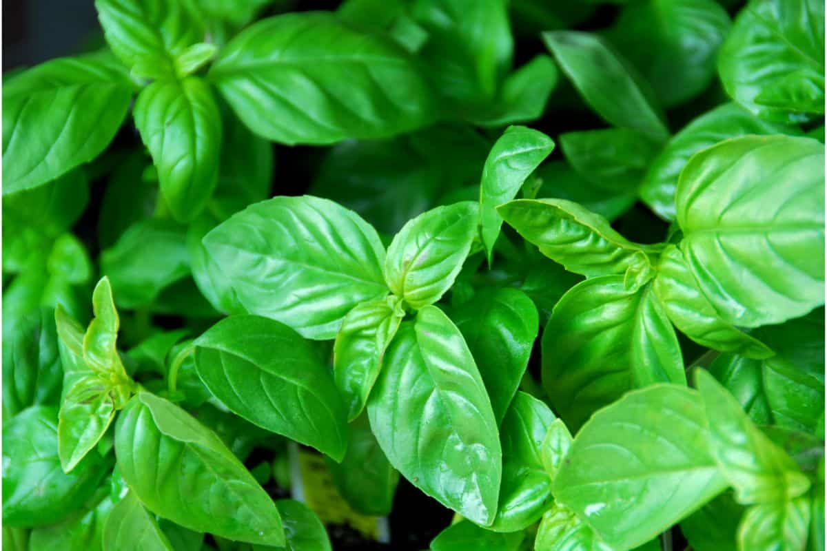 Fresh Basil Equals How Much Dried?