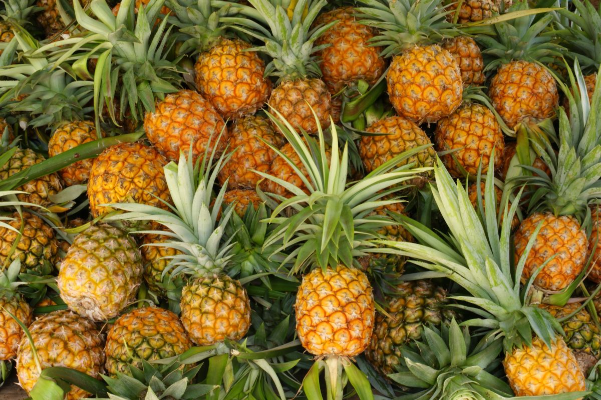How Long Do Pineapples Last And How To Tell If They Have Gone Bad?