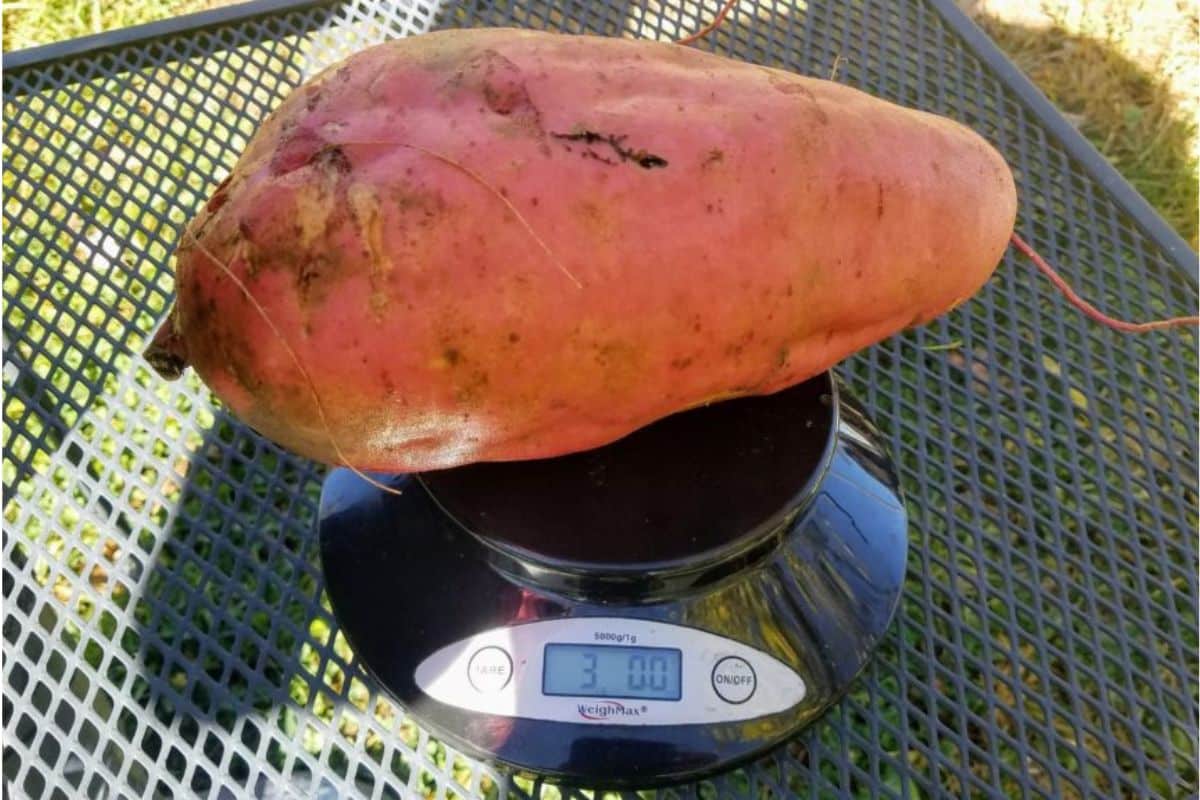 How To Weigh Potatoes