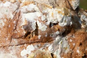Is It White Mold Or Flour On Bread How To Check