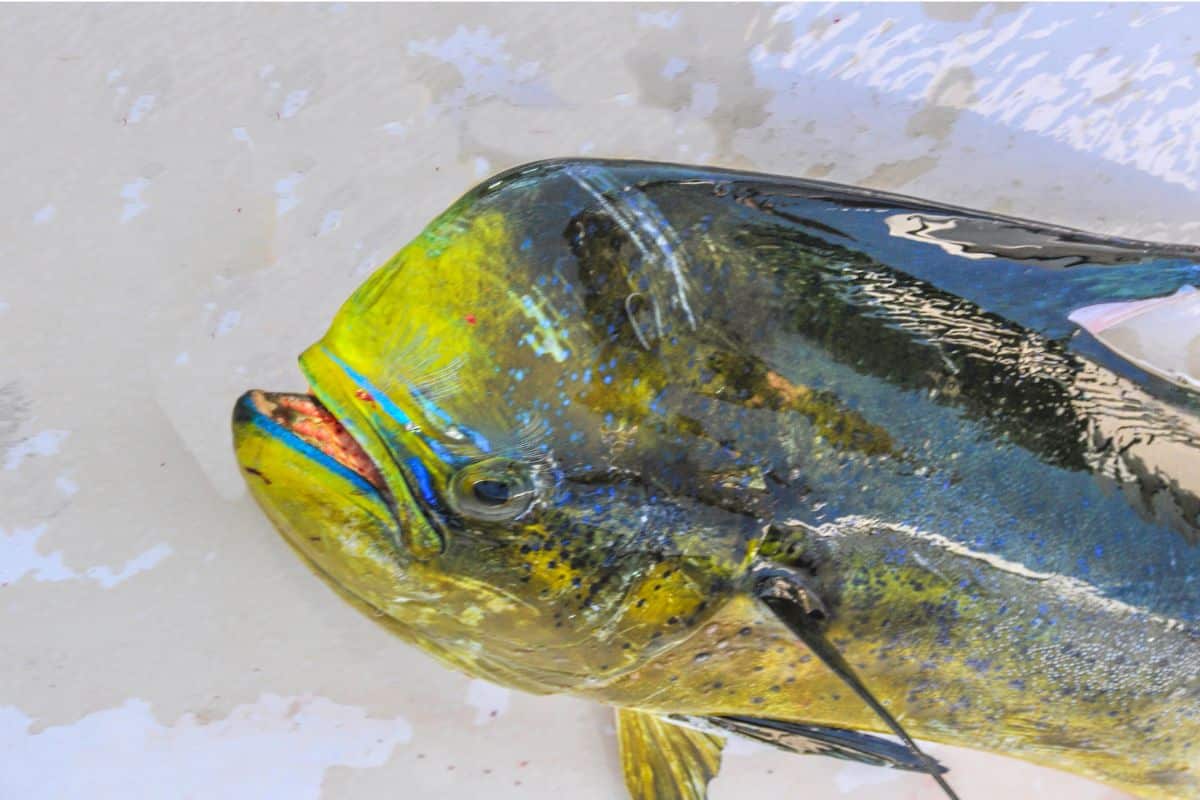 Is Mahi-Mahi Tuna? Mahi Mahi Vs Tuna: What's The Difference?