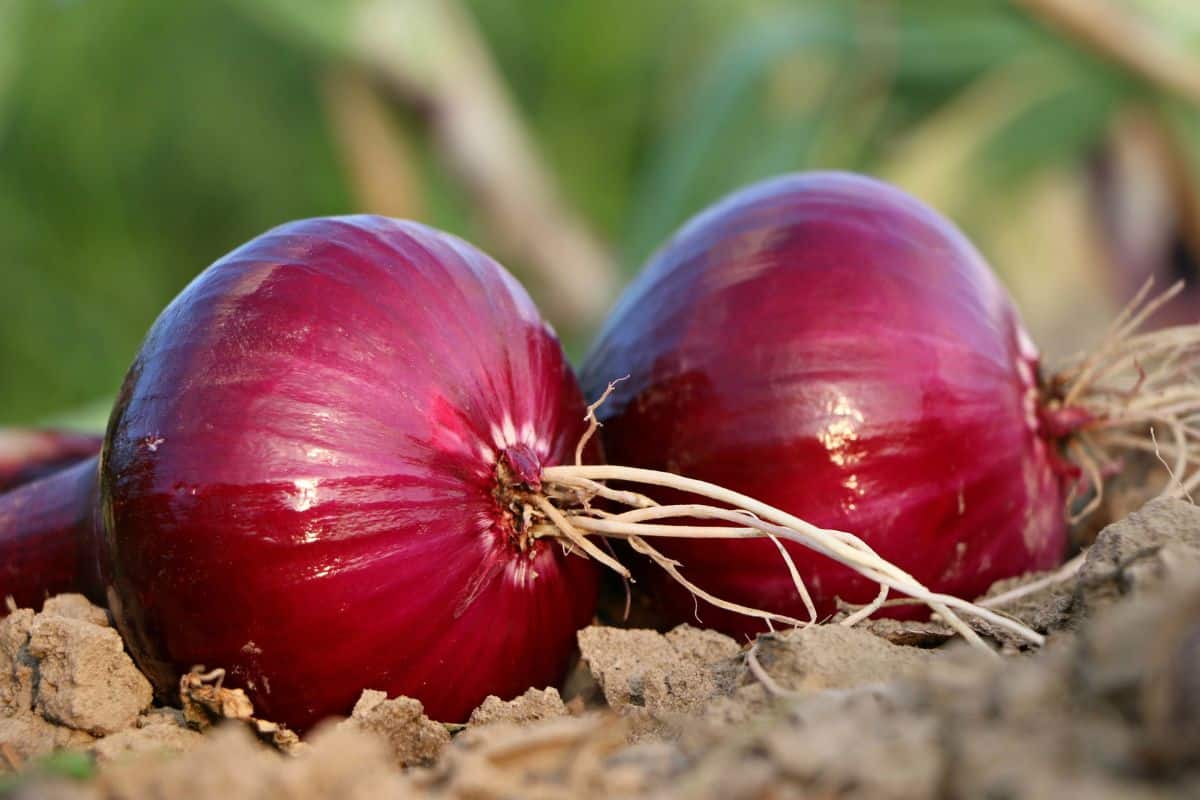 Is Onion A Fruit? The Ultimate Guide