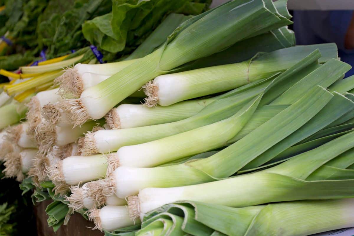 Substitutes For VidaliaOnions For Delicious Meals - Leeks