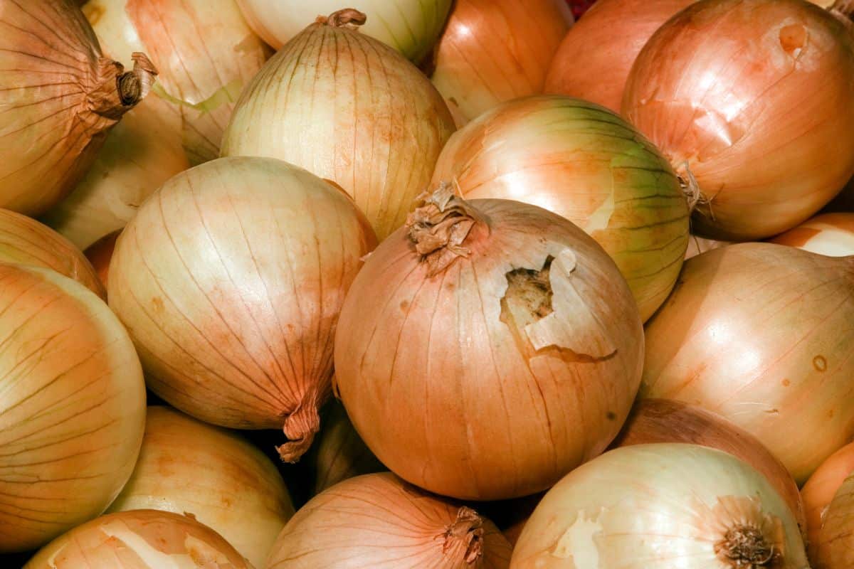 Substitutes For VidaliaOnions For Delicious Meals - Maui Onions