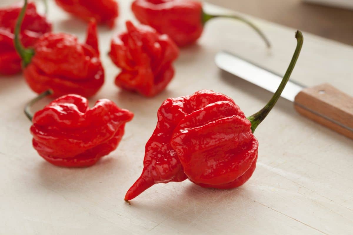 The Scorpion Pepper: Everything You Need To Know