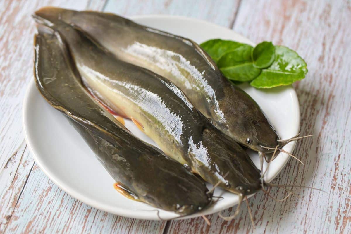 The Taste Of Catfish- Everything You Need To Know - Food Champs