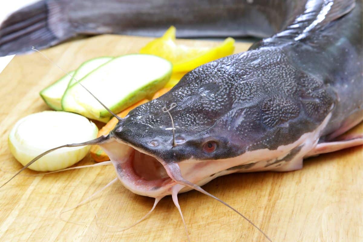 The Taste Of Catfish- Everything You Need ToKnow