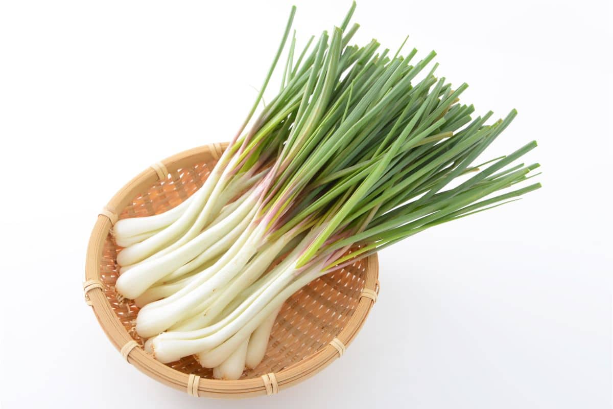 What Are Scallions Everything You Need to Know (1)