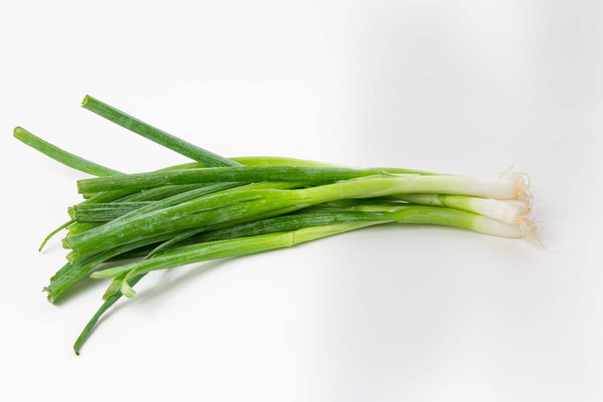 What Are Scallions Everything You Need to Know