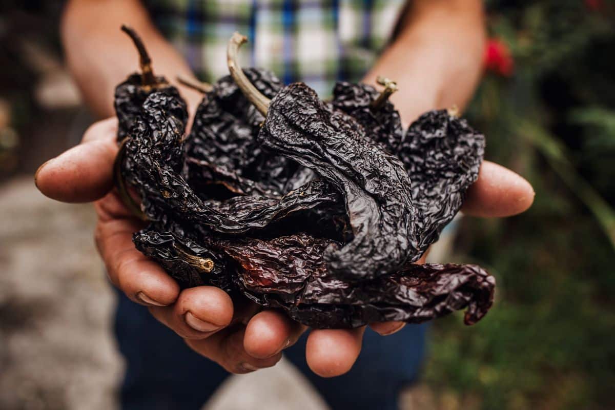 What Are The Best Substitutes For Ancho Chile Peppers?