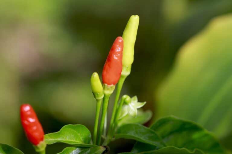 What Are The Best Substitutes For Thai Chilis?
