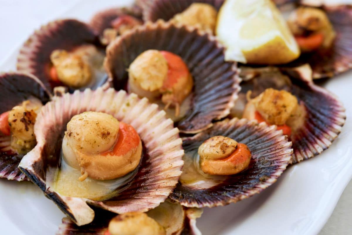What Do Scallops Taste Like?: Everything You Need to Know