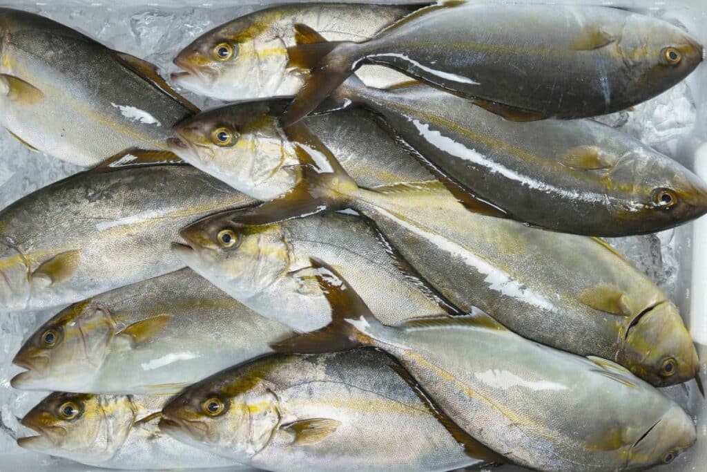What Does Amberjack Taste Like And Can You Eat It