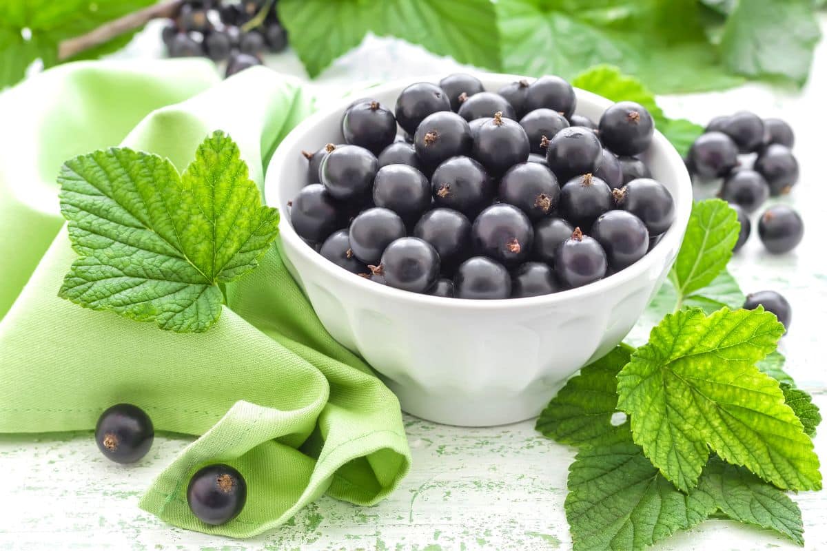 What Does Black Currant Taste Like? Everything You Need To Know!