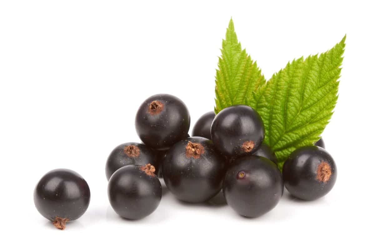 What Does Black Currant Taste Like? Everything You Need To Know!