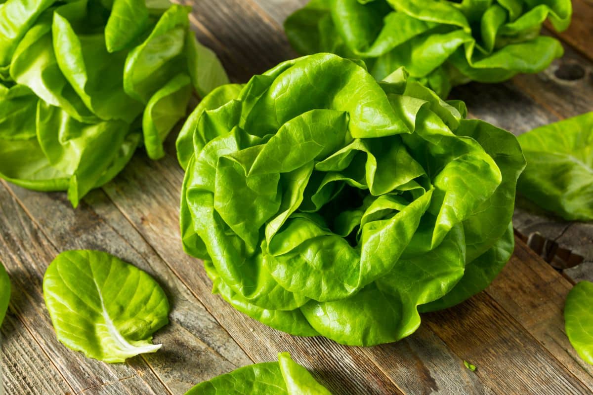What Does Butter Lettuce Taste Like? Everything You Need To Know About Butter Lettuce
