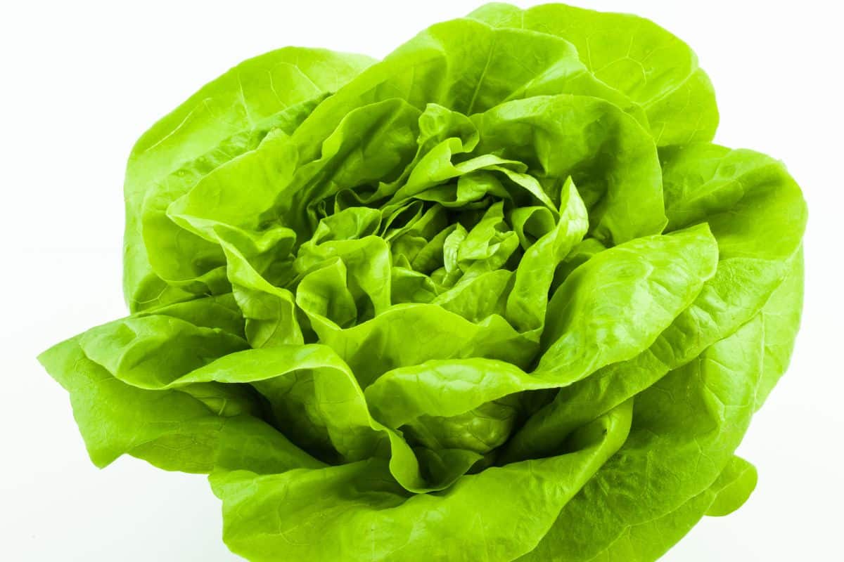 What Does Butter Lettuce Taste Like? Everything You Need To Know About Butter Lettuce