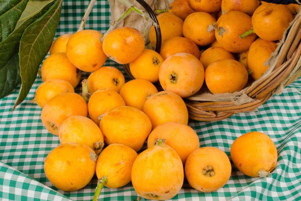 What Does Loquat Taste Like?: An Easy Guide