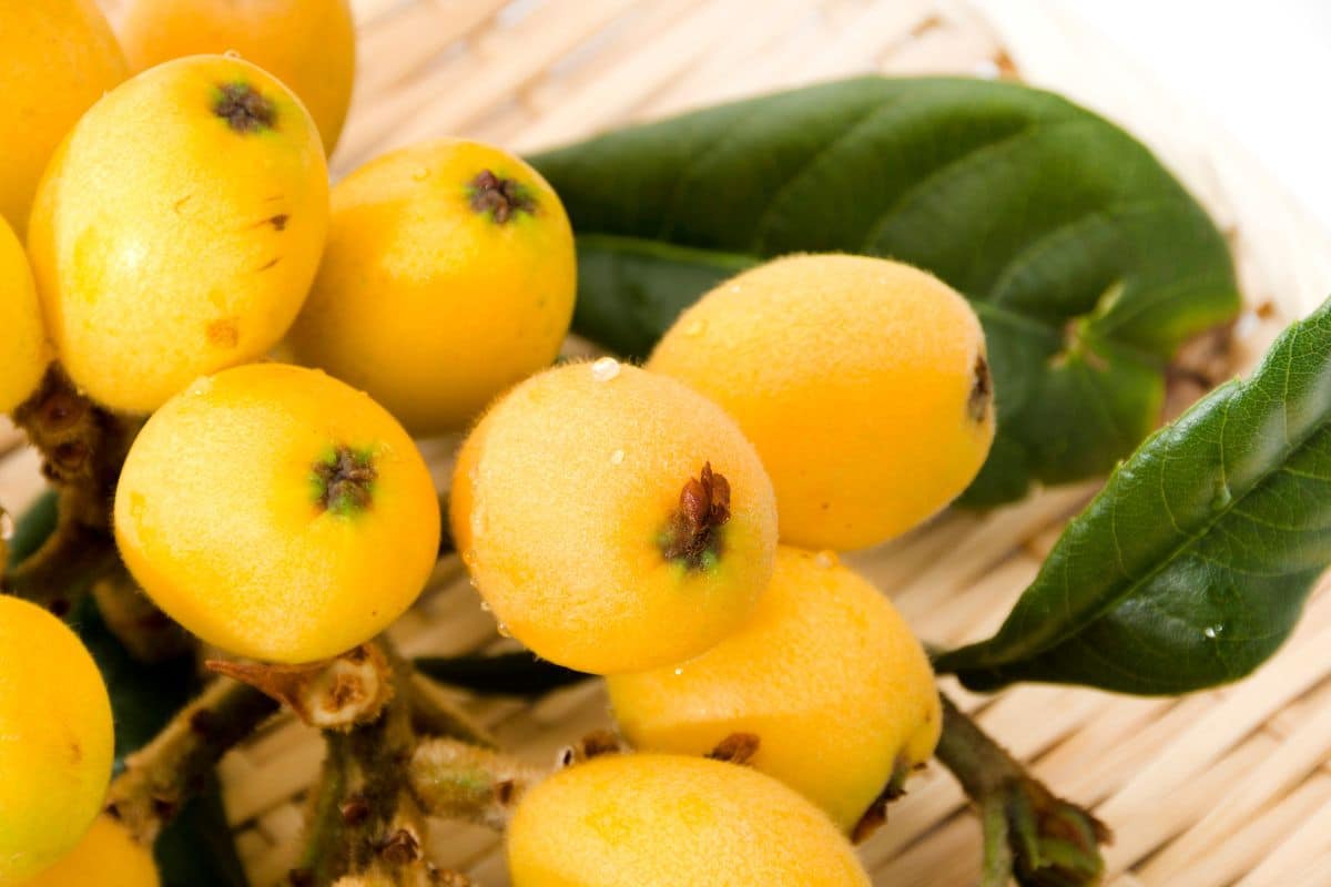 What Does Loquat Taste Like?: An Easy Guide