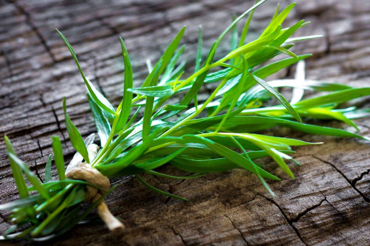 What Does Tarragon Taste Like? Your Ultimate Guide To Tarragon
