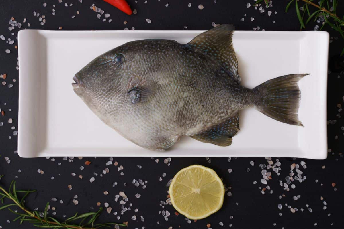 What Does Triggerfish Taste Like