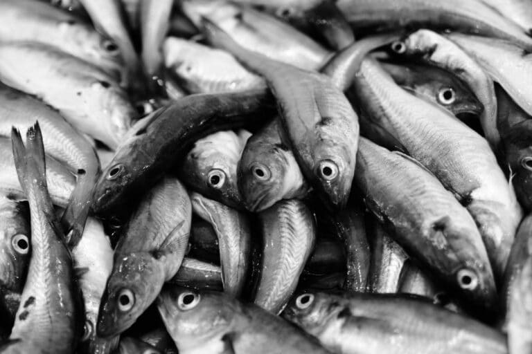 What Whiting Fish Tastes Like: Does It Taste Great?