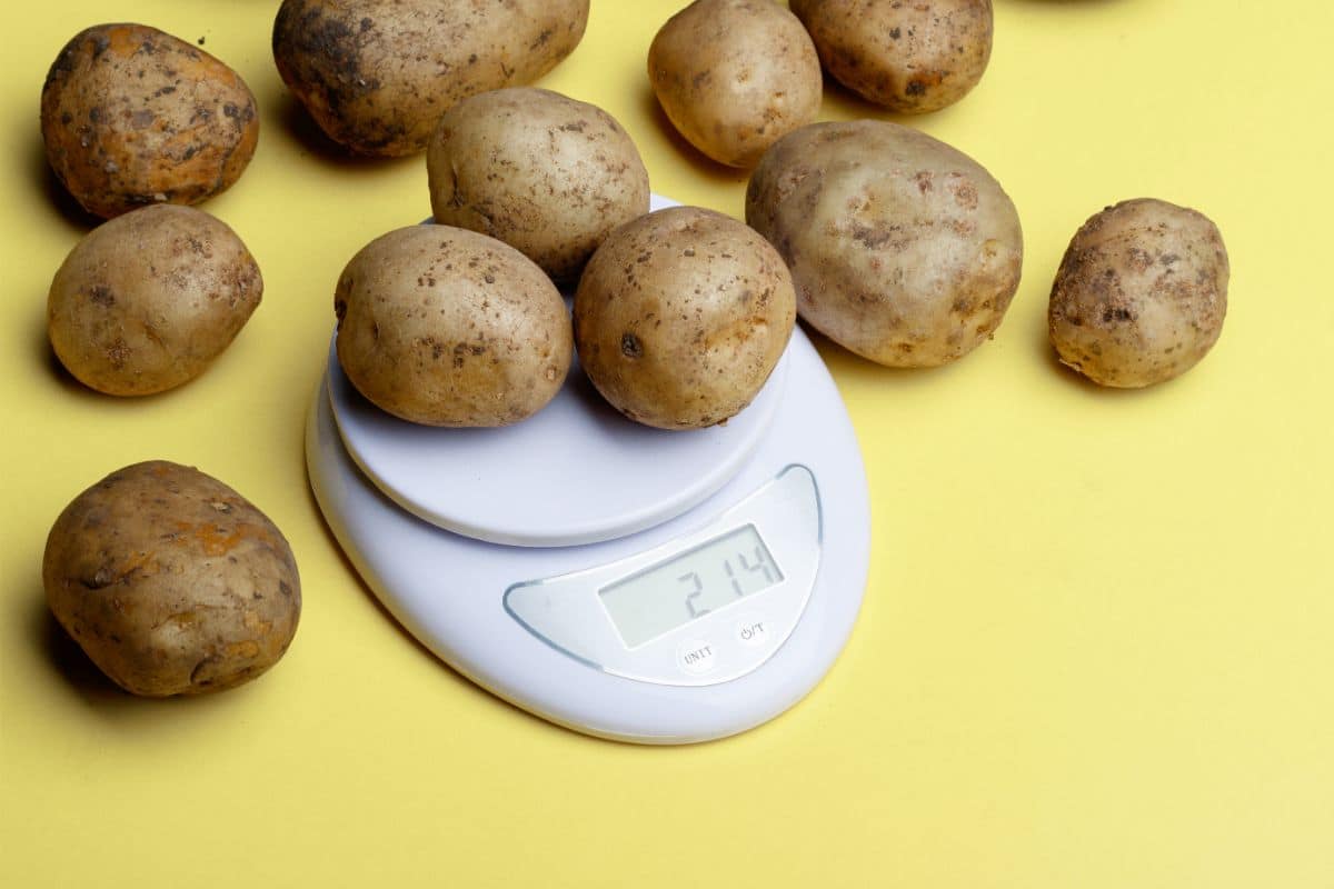 White, Yellow, Russet, Or Red Potatoes