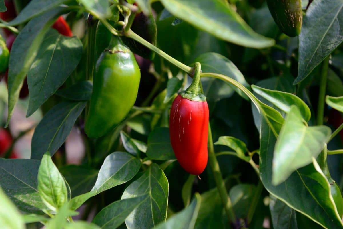 Why Are My Jalapenos Turning Red, And Are They Still Edible?